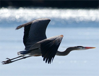great blue heron 