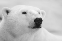 Polar bear