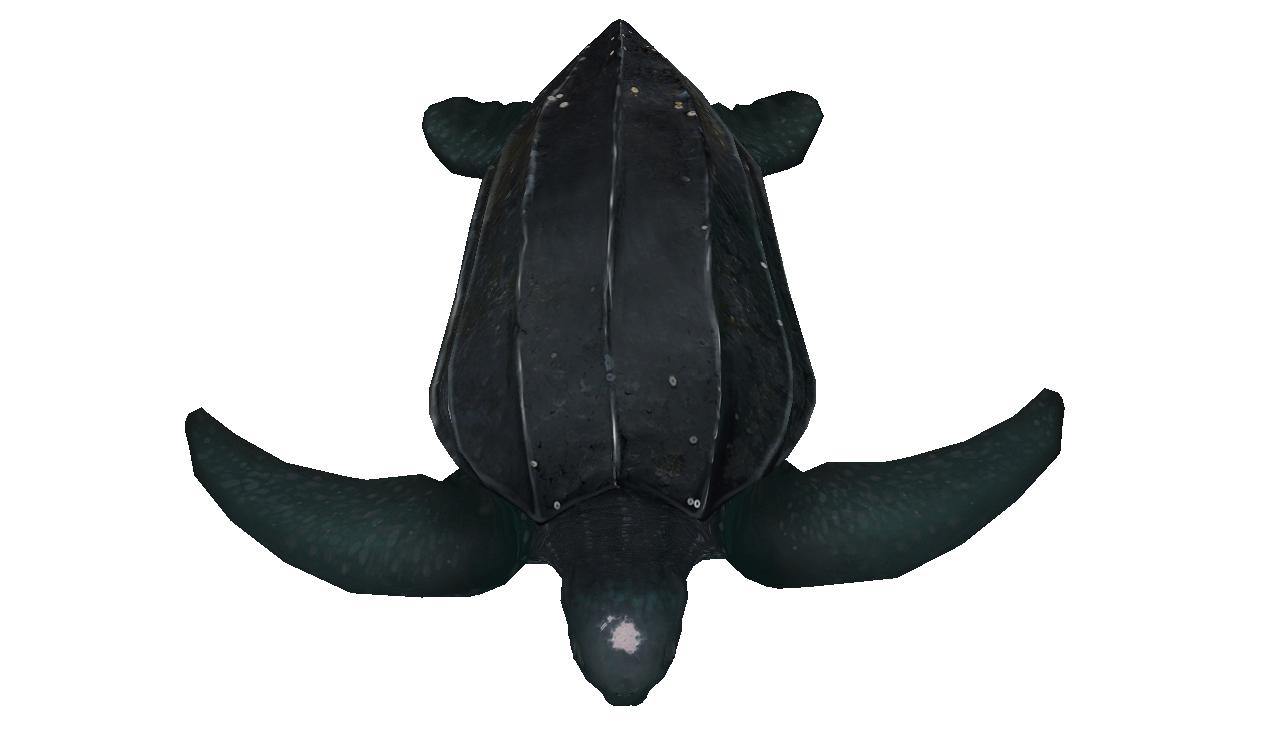 Leatherback sea turtle facing down illustration