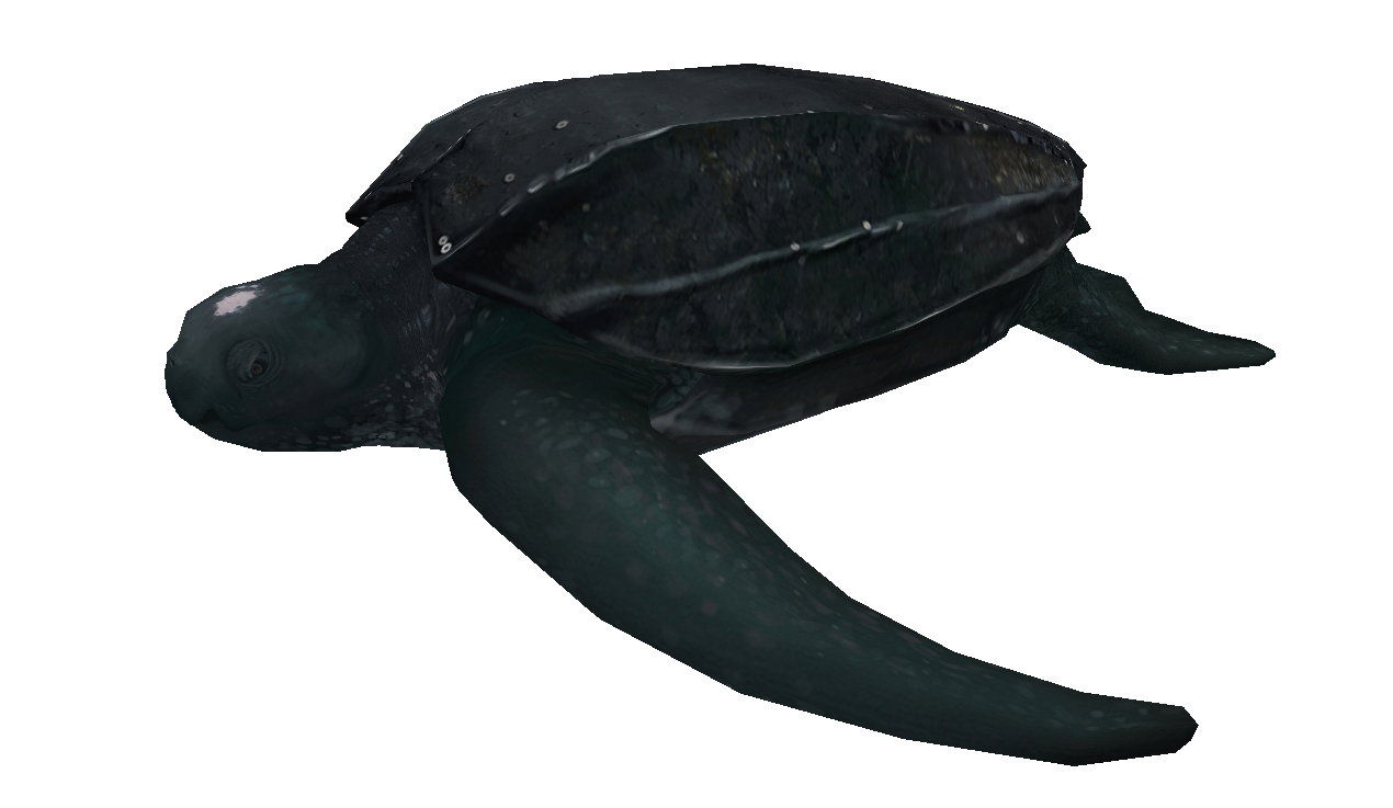 Leatherback sea turtle facing left illustration
