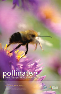 2008 nww poster