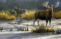 Robert Bateman moose print 200