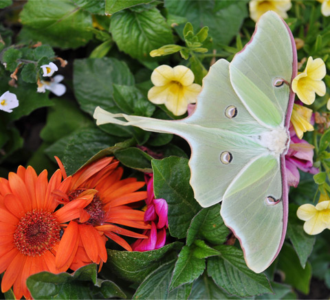 July: biodiversity
