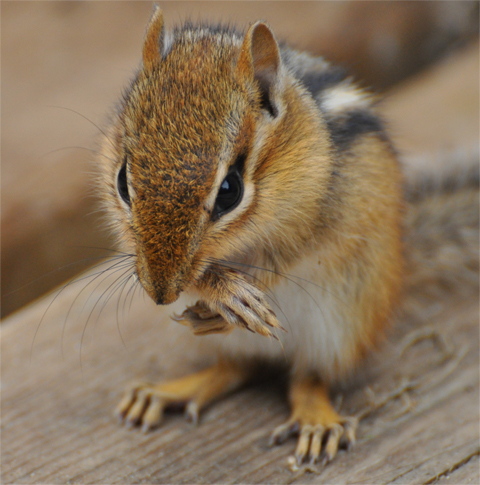 Isabelle Marozzo chipmunk 480
