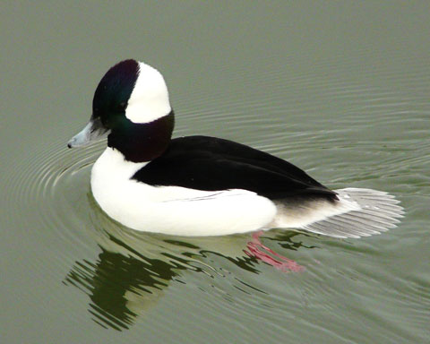 january-2010-tuxedo