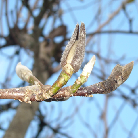 May: May Flowers