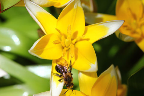 Bugs and blossoms