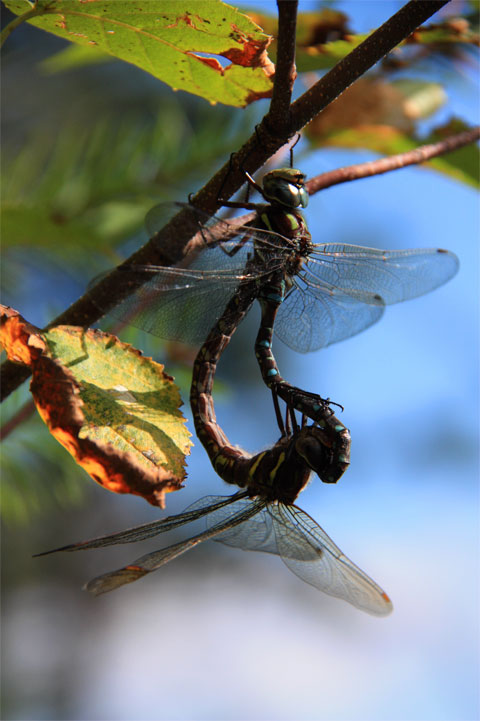 Dragonflies - Photoclub March Winner