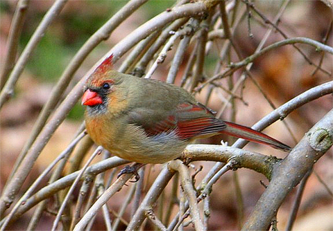 cardinal_Johanne-Lavigne 480