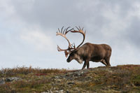 climate change cap and trade caribou