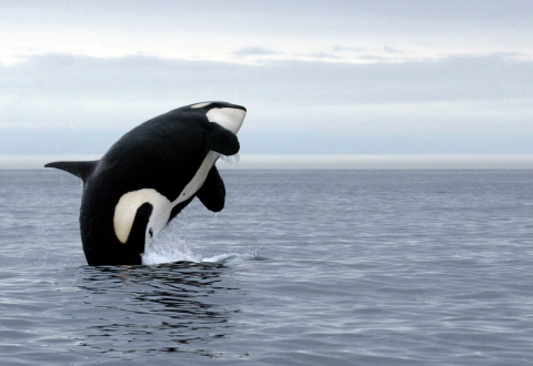 killer-whale-jumping.jpg