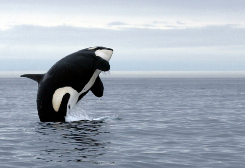 killer whale