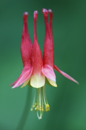 columbine