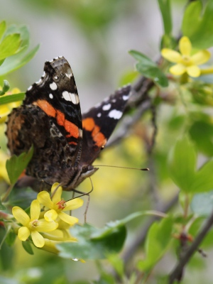 red admiral on golden currant
