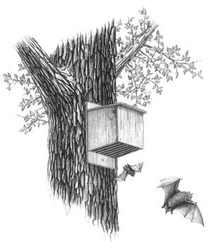 How to Build a Bat House Plans