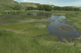 Wetlands