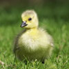 Help Wildlife With a Single Donation