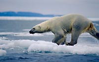 Impacts of climate change on the arctic