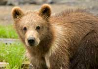 A brown bear cub ambles along empty river bed