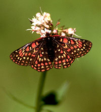 Edith's Checkerspot Butterfly