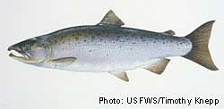 Coho salmon