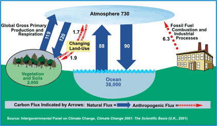 Carbon Cycle