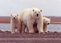 A mother stands with her cubs at water's edge.