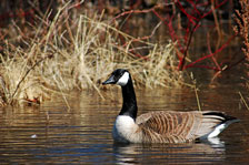 canada-goose-web-thumb.jpg