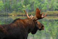 moose-thumb.jpg