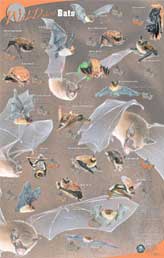 Wild About Bats