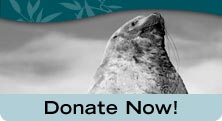 Donate Now