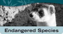Endangered Species
