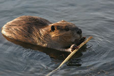 Le castor
