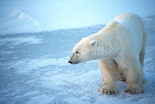 L’ours blanc