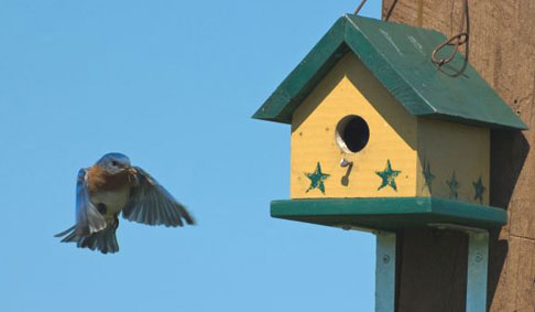 bluebird 