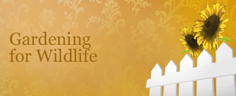 Gardening for wildlife