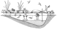 Pond 