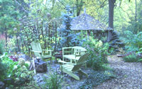 Grey+dogwood+shrub