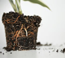 roots