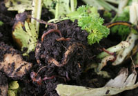 Vermicomposting 