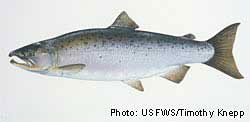 Coho salmon