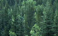 Boreal