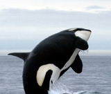 Endangered Species