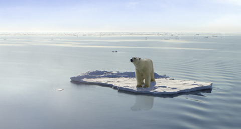 polar bear on ice