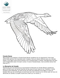 Canada goose