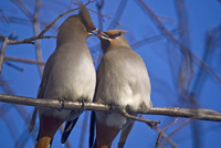 Bohemian waxwings 