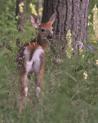 White-tailed fawn