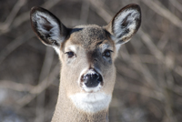 White-tailed deer 