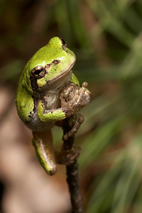 Pacific tree frog