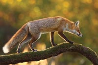 Fox on Branch